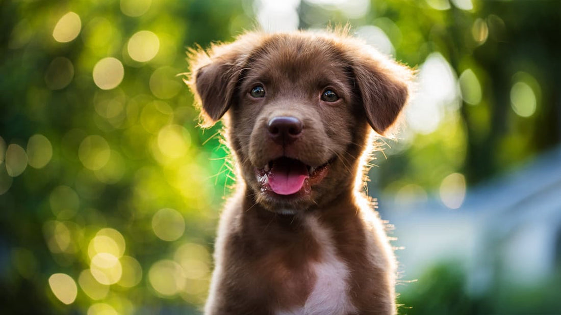 Pet Body Language